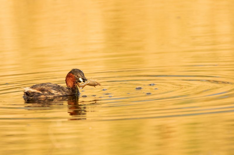 Grèbe castagneux ayant attrapé une écrevisse